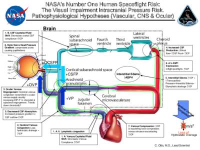 Neurotrauma / Biology / Papilledema / Intracranial pressure / Physiology / Engorgement / Lymph / Starling equation / Edema / Medicine / Medical signs / Neurology