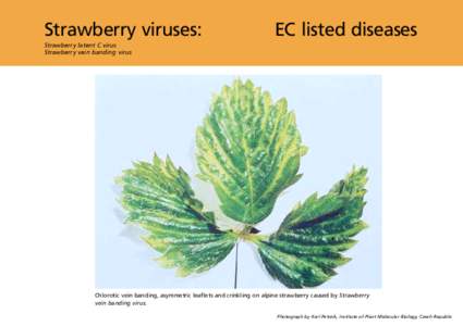 Strawberry viruses:  EC listed diseases Strawberry latent C virus Strawberry vein banding virus