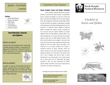 Spiders-Arachnida araneae Experience Your America Devils Postpile Insect and Spider Checklist