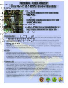 Terns / Birds of Australia / Birds of New Zealand / Birds of Western Australia / White tern / Bird nest / Sooty tern / Common tern