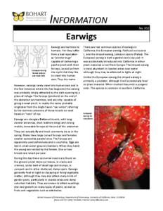 INFORMATION No. 002 Earwigs  European Earwig