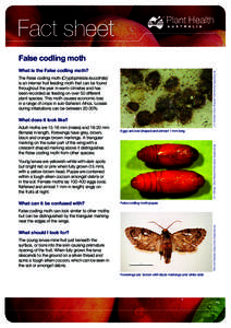 Fact sheet False codling moth J.H. Hofmeyr, Citrus Research International, Bugwood.org What is the False codling moth? The False codling moth (Cryptophlebia leucotreta)