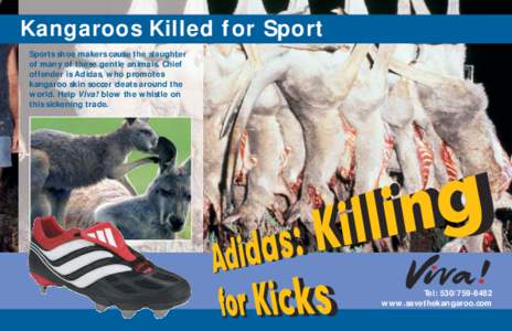 Kangaroos Killed for Sport Sports shoe makers cause the slaughter of many of these gentle animals. Chief offender is Adidas, who promotes kangaroo skin soccer cleats around the world. Help Viva! blow the whistle on