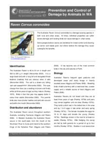 Prevention and Control of Damage by Animals in WA Raven Corvus coronoides The Australian Raven Corvus coronoides is a damage causing species in both rural and urban areas. At times, individual properties can suffer sever
