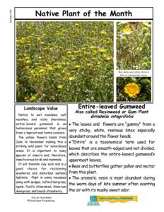 Summer & Fall - Entire-Leaved Gumweed