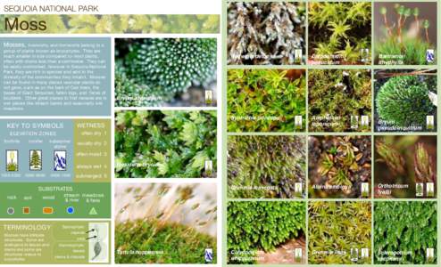 Plant morphology / Plant reproduction / Fissidens / Liverwort / Aulacomnium palustre / Funaria / Bryophyte / Marchantiophyta / Fontinalis / Botany / Mosses / Biology