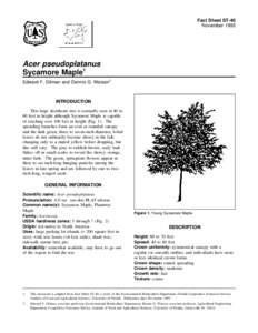 Fact Sheet ST-40 November 1993 Acer pseudoplatanus Sycamore Maple1 Edward F. Gilman and Dennis G. Watson2