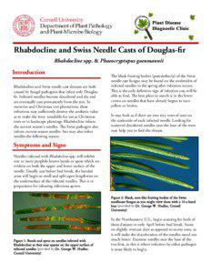 habdocline and Swiss Needle Casts of Douglas-fir R Rhabdocline spp. & Phaeocryptopus gaeumannii