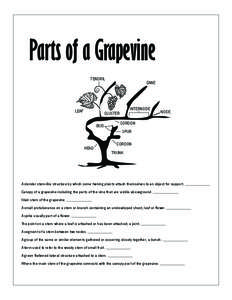 Parts of a Grapevine TENDRIL LEAF  CANE