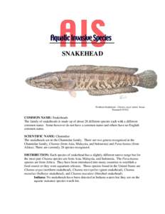 SNAKEHEAD  Northern Snakehead - Channa argus (artist: Susan Trammell[removed]COMMON NAME: Snakeheads
