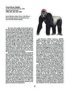Cross River Gorilla  Gorilla gorilla diehli Matschie, 1904