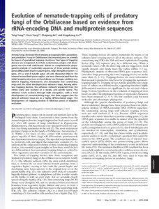 Evolution of nematode-trapping cells of predatory fungi of the Orbiliaceae based on evidence from rRNA-encoding DNA and multiprotein sequences