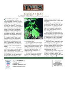 SASSAFRAS By COLEEN VANSANT, Alabama Forestry Commission ALLED Green Stick by the American Indians because of its bright green twigs, Sassafras (Sassafras albidum (Nutt.) Nees.) is one of the most