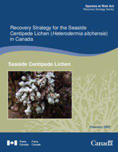 Recovery Strategy for the Seaside Centipede Lichen (Heterodermia sitchensis) in Canada (Final Version)