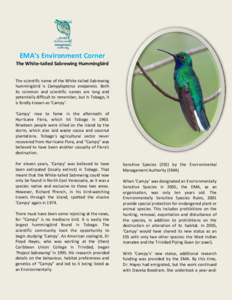 EMA’s Environment Corner The White-tailed Sabrewing Hummingbird The scientific name of the White-tailed Sabrewing hummingbird is Campylopterus ensipennis. Both its common and scientific names are long and potentially d