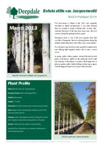 Betula utilis var. Jacquemontii ( West Himalayan Birch) - Fact Sheet