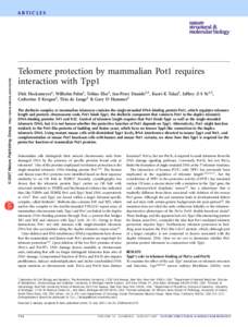 © 2007 Nature Publishing Group http://www.nature.com/nsmb  ARTICLES Telomere protection by mammalian Pot1 requires interaction with Tpp1