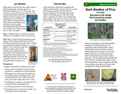 Ips Beetles  Insecticides Many species of ips beetles (also called engraver beetles) attack pine. Common species in