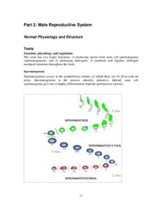 Part 2: Male Reproductive System Normal Physiology and Structure Testis Function, physiology and regulation The testis has two major functions: 1) producing sperm from stem cell spermatogonia (spermatogenesis) and 2) pro