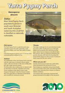 Yarra Pygmy Perch / Perch / Western pygmy perch / Golden pygmy perch / Fish / Percichthyidae / Nannoperca