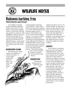 WILDLIFE NOTES Balcones barking frog (Eleutherodactylus augusti latrans) If you happen to spend an evening in barking frog habitat during a rainy season, you may
