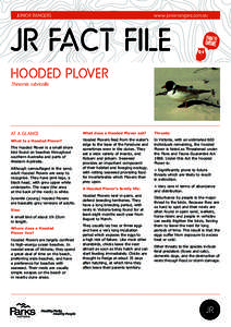 Junior RangerS  www.juniorrangers.com.au JR FACT FILE Hooded Plover