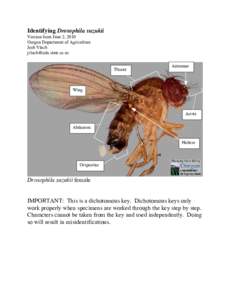 Drosophilidae / Drosophila suzukii / Drosophila