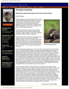 Giant otter / Pantanal / North American river otter / Otters / Fauna of South America / Zoology