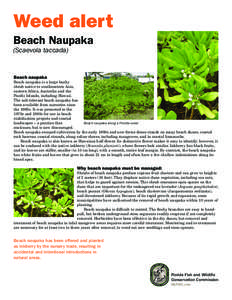 Weed alert Beach Naupaka (Scaevola taccada)