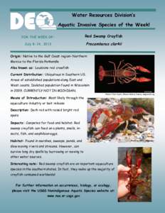 Water Resources Division’s Aquatic Invasive Species of the Week! FOR THE WEEK OF: Red Swamp Crayfish