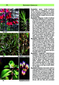 Kalanchoe daigremontiana / Medicinal plants / Biology / Kalanchoe delagoensis / Kalanchoe pinnata / Ecology / Kalanchoe sect. Bryophyllum / House plants / Invasive plant species / Botany