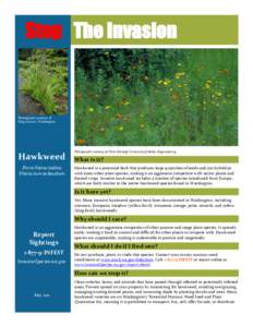 Pilosella aurantiaca / Hieracium / Noxious weed / Agriculture / Biology / Botany / Hieracium gracile / Cichorieae / Hawkweed / Invasive plant species