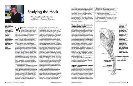 Studying the Hock One of the Horse’s Most Complex— and Crucial—Locomotor Structures