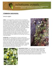 Agronomy / Botany / Biota / Senecio / Weed control / Senecio eboracensis / Flora / Groundsel / Senecio vulgaris