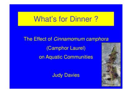 What’s for Dinner ? The Effect of Cinnamomum camphora (Camphor Laurel) on Aquatic Communities  Judy Davies