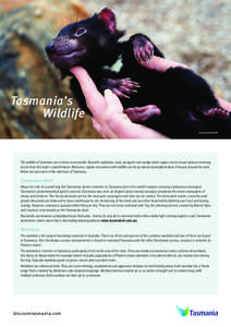 Tasmania’s 			 Wildlife Tasmanian Devil The wildlife in Tasmania can at times seem prolific. Bennetts wallabies, seals, penguins and wedge-tailed eagles can be found without venturing too far from the state’s capital