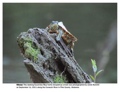 Winner: This basking Escambia Map Turtle (Graptemys ernsti) was photographed by Jamie Burchill on September 11, 2011 along the Conecuh River in Pike County, Alabama. October 2011 Sun