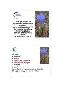 Scleranthus annuus / Scleranthus / Caryophyllaceae / Botanical Society of the British Isles / Baldellia