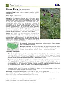 Microsoft Word - Musk thistle.doc