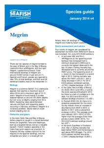 Species guide January 2014 v4 Megrim fishery. Most UK landings of megrim are made by beam trawlers.