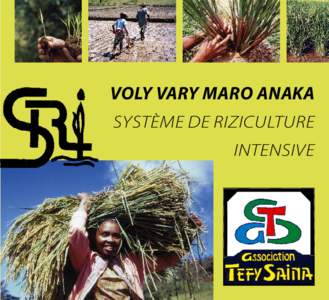 voly vary maro anaka système de riziculture intensive tantara an-tsary ny voka-pikarohana lehibe sady mahagaga malagasy histoire toute simple d’une très grande découverte malgache