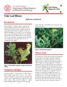 ak Leaf Blister O Taphrina caerulescens