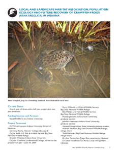 LOCAL AND LANDSCAPE HABITAT ASSOCIATION, POPULATION ECOLOGY AND FUTURE RECOVERY OF CRAWFISH FROGS (RANA AREOLATA) IN INDIANA Male crawfish frog in a breeding wetland. Note distended vocal sacs.