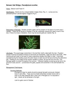 Balsam Gall Midge, Paradiplosis tumifex Hosts: Balsam and Fraser fir Identification: Adults are tiny orange/reddish midges (flies) (Fig. 1). Larvae are tiny yellowish/pinkish colored legless maggots (Fig.2).  Fig. 1