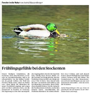 Fenster in die Natur von Astrid Hauzenberger  Frühlingsgefühle bei den Stockenten Unsere häufigste Gründelente, die Stockente (Anas platyrhynchos), ist bereits in Paarungsstimmung, und es ist offensichtlich, was die 