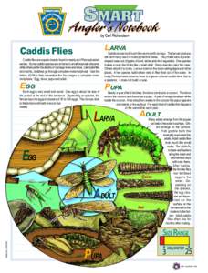 LARVA  Caddis Flies Caddis flies are aquatic insects found in nearly all of Pennsylvania’s waters. Some caddis species are at home in small mountain streams, while others prefer the depths of our large rivers and lakes
