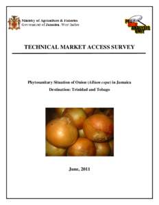 TECHNICAL MARKET ACCESS SURVEY  Phytosanitary Situation of Onion (Allium cepa) in Jamaica Destination: Trinidad and Tobago  June, 2011