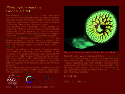 Petromyzon marinus Linnaeus 1758 Sea lampreys (Petromyzon marinus) are anadromous eel-like fish that parasitically attach and feed on healthy fish. They are native to the east coast of the USA and the majority of the Eur