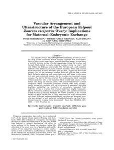 THE ANATOMICAL RECORD 290:1500–[removed]Vascular Arrangement and
