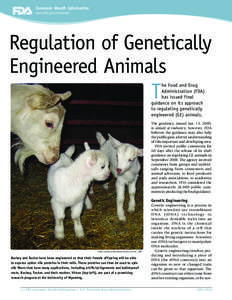 Consumer Health Information www.fda.gov/consumer Regulation of Genetically Engineered Animals T